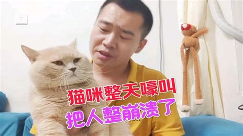 夫妻房間風水 猫来家里